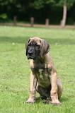 DOGUE ALLEMAND 828